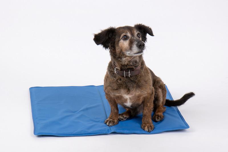 Camp4_Cool_jaahdytysmatto_koirille